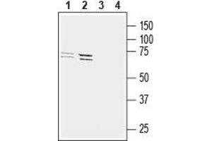 Western blot analysis of mouse BV-2 microglia cell line lysate (lanes 1 and 3) and human THP-1 monocytic leukemia cell line lysate (lanes 2 and 4): - 1,2. (GPR34 抗体  (2nd Extracellular Loop))