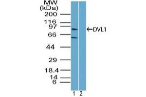 Image no. 1 for anti-Dishevelled Segment Polarity Protein 1 (DVL1) (AA 70-120) antibody (ABIN960144) (DVL1 抗体  (AA 70-120))