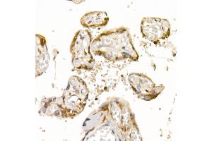 Immunohistochemistry of paraffin-embedded human placenta using Bag1 Rabbit mAb (ABIN7265847) at dilution of 1:50 (40x lens). (BAG1 抗体)