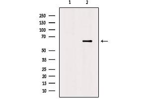 Netrin 1 抗体  (C-Term)