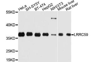 Western blot analysis of extracts of various cell lines, using LRRC59 antibody. (LRRC59 抗体)