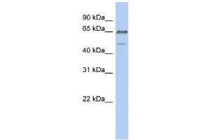 DGCR2 antibody used at 1 ug/ml to detect target protein.