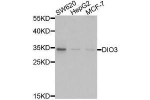 Western blot analysis of extracts of various cell lines, using DIO3 antibody (ABIN5975066) at 1/1000 dilution. (DIO3 抗体)