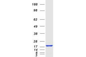 Activated RNA Polymerase II Transcriptional Coactivator p15 (SUB1) protein (Myc-DYKDDDDK Tag)