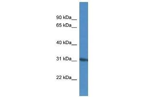 KIF25 antibody used at 0.