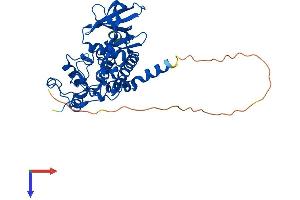 AlphaFold protein structure predicition of Human Recombinant CSNK2A3 Protein, UniprotID Q8NEV1