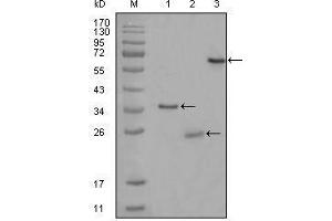 Western blot analysis using CD33 mouse mAb against truncated Trx-CD33 recombinant protein (1),truncated CD33 (aa48-258)-His recombinant protein (2) and truncated CD33 (aa18-259)-hIgGFc transfected CHO-K1 cell lysate (3). (CD33 抗体)
