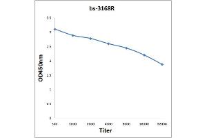Antigen: 0. (Glucocorticoid Receptor 抗体  (pSer211))