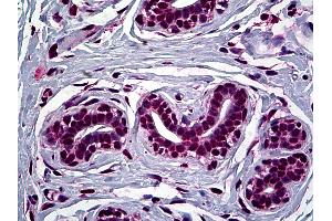 Anti-FOXA2 antibody IHC of human breast.