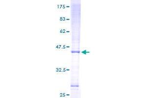MRPS16 Protein (AA 1-137) (GST tag)
