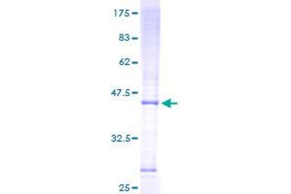 MRPS16 Protein (AA 1-137) (GST tag)