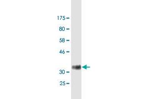 Western Blot detection against Immunogen (35. (SRSF3 抗体  (AA 1-85))