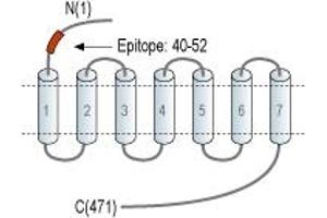 Representative domain view of the target of ABIN7234591. (5-Hydroxytryptamine (serotonin) Receptor 2A (HTR2A) Peptide)