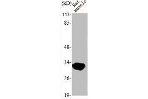 Western Blot analysis of RAT-MUSCLE cells using MyD88 Polyclonal Antibody (MYD88 抗体  (Internal Region))