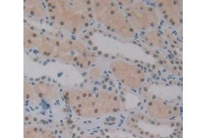 #VALUE! (Exonuclease 1 抗体  (AA 1-250))