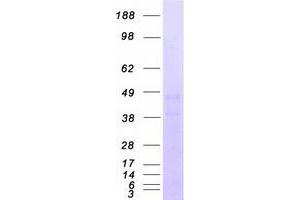 Western Blotting (WB) image for Complement Component 5a Receptor 1 (C5AR1) protein (Myc-DYKDDDDK Tag) (ABIN2713804)