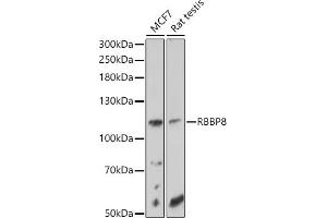 Western blot analysis of extracts of various cell lines, using RBBP8 antibody (ABIN6127724, ABIN6146750, ABIN6146751 and ABIN6214357) at 1:1000 dilution. (Retinoblastoma Binding Protein 8 抗体  (AA 1-300))