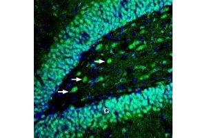 Expression of EphB4 in rat hippocampusImmunohistochemical staining of perfusion-fixed frozen rat brain sections with Anti-EphB4 (extracellular) Antibody (ABIN7043127, ABIN7044253 and ABIN7044254), (1:100), followed by goat anti-rabbit-AlexaFluor-488. (EPH Receptor B4 (EPHB4) Peptide)