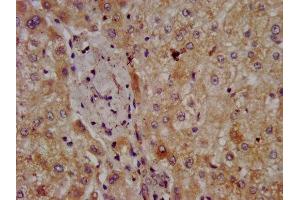IHC image of ABIN7162391 diluted at 1:300 and staining in paraffin-embedded human liver tissue performed on a Leica BondTM system. (CPOX 抗体  (AA 19-149))
