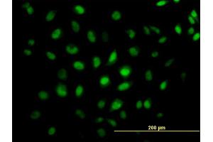 Immunofluorescence of monoclonal antibody to CREB5 on HeLa cell. (CREB5 抗体  (AA 1-99))