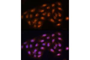 Immunofluorescence (IF) image for anti-Protein Phosphatase 1, Catalytic Subunit, gamma Isoform (PPP1CC) (AA 1-323) antibody (ABIN1682257)