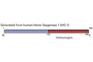 Image no. 4 for anti-Heme Oxygenase (Decycling) 1 (HMOX1) (AA 150-286) antibody (ABIN968130) (HMOX1 抗体  (AA 150-286))