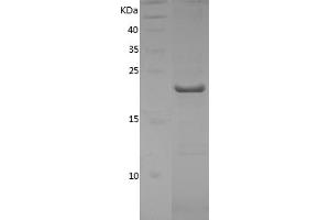 PPIB Protein (AA 34-216) (His tag)