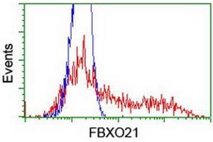 Image no. 4 for anti-F-Box Protein 21 (FBXO21) antibody (ABIN1498233) (FBXO21 抗体)