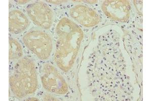 Immunohistochemistry of paraffin-embedded human kidney tissue using ABIN7154064 at dilution of 1:100 (GGTLC1 抗体  (AA 1-225))