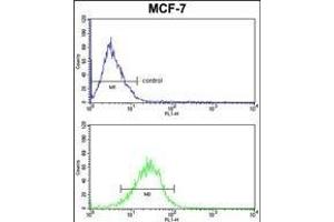 mouse BID Antibody (S61) (ABIN388100 and ABIN2846184) FC analysis of MCF-7 cells (bottom histogram) compared to a negative control (top histogram). (BID 抗体  (AA 39-68))