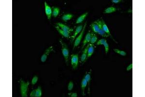 Immunofluorescence staining of Hela cells with ABIN7142604 at 1:100, counter-stained with DAPI. (AZI2 抗体  (AA 258-376))
