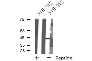 Western blot analysis of extracts from NIH-3T3 cells, using GPR173 antibody. (GPR173 抗体  (Internal Region))
