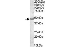 APOL5 polyclonal antibody  (1 ug/mL) staining of human frontal cortex lysate (35 ug protein in RIPA buffer). (Apolipoprotein L 5 抗体)