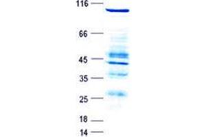 Western Blotting (WB) image for RAS Guanyl Releasing Protein 3 (Calcium and DAG-Regulated) (RASGRP3) protein (GST tag,His tag) (ABIN5505756)