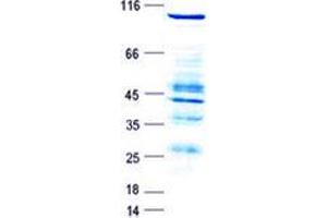 Validation with Western Blot (RASGRP3 Protein (GST tag,His tag))