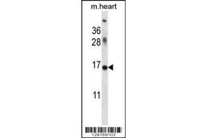 Western Blotting (WB) image for anti-Inhibitor of DNA Binding 1, Dominant Negative Helix-Loop-Helix Protein (ID1) (AA 66-93) antibody (ABIN3031300)