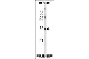 ID1 antibody western blot analysis in mouse heart tissue lysate (ID1 抗体  (AA 66-93))