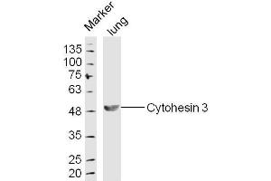 Lung lysates probed with Cytohesin 3 Polyclonal Antibody, Unconjugated  at 1:300 dilution and 4˚C overnight incubation. (Cytohesin 3 抗体  (AA 301-400))