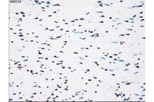 Image no. 8 for anti-P450 (Cytochrome) Oxidoreductase (POR) antibody (ABIN1497746) (POR 抗体)