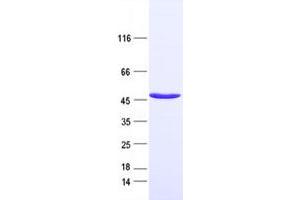 Western Blotting (WB) image for Sulfotransferase Family, Cytosolic, 2B, Member 1 (SULT2B1) protein (DYKDDDDK Tag) (ABIN2732971)