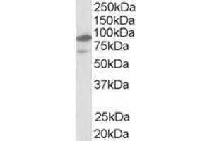 ABIN185293 (1µg/ml) staining of human bone marrow lysate (35µg protein in RIPA buffer). (NR1H2 抗体  (N-Term))