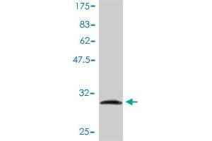 Western Blotting (WB) image for anti-Ribosomal Protein L39-Like (RPL39L) (AA 1-51) antibody (ABIN566752)