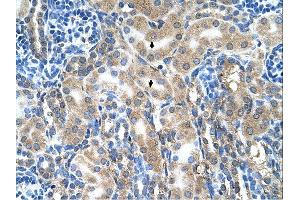 Immunohistochemistry (IHC) image for anti-Amiloride Binding Protein 1 (Amine Oxidase (Copper-Containing)) (ABP1) (C-Term) antibody (ABIN310251) (DAO 抗体  (C-Term))