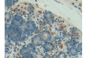 Immunohistochemistry (IHC) image for anti-Paraoxonase 1 (PON1) (AA 2-186) antibody (ABIN7431440)