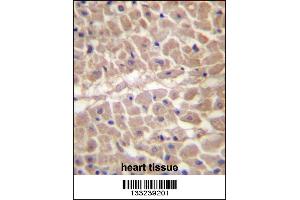 TRIM11 Antibody immunohistochemistry analysis in formalin fixed and paraffin embedded human heart tissue followed by peroxidase conjugation of the secondary antibody and DAB staining. (TRIM11 抗体  (C-Term))