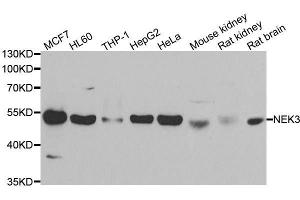 Western blot analysis of extracts of various cell lines, using NEK3 antibody. (NEK3 抗体  (AA 267-506))