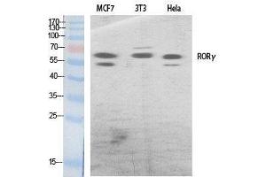 Western Blot analysis of various cells using RORC Polyclonal Antibody at dilution of 1:500. (RORC 抗体)