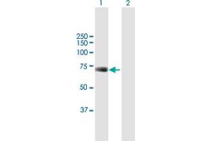 Western Blot analysis of UBP1 expression in transfected 293T cell line by UBP1 MaxPab polyclonal antibody. (UBP1 抗体  (AA 1-540))