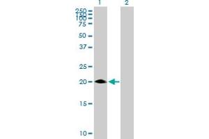 Western Blot analysis of MED30 expression in transfected 293T cell line by MED30 MaxPab polyclonal antibody. (MED30 抗体  (AA 1-178))