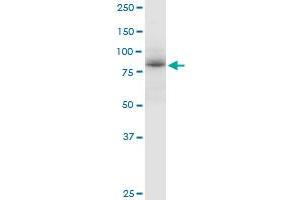 ADARB1 MaxPab polyclonal antibody. (RED1 抗体  (AA 1-741))